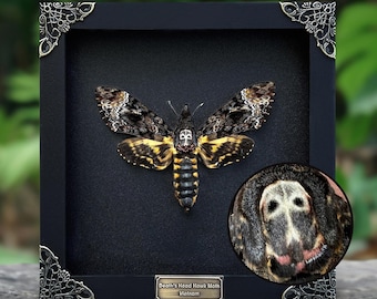 Real Framed Death&#39;s Head Moth Acherontia White Skull, Frame Dried Butterfly Skull Moth  Taxadermy, Insect Wall Art Dark Gothic Decor