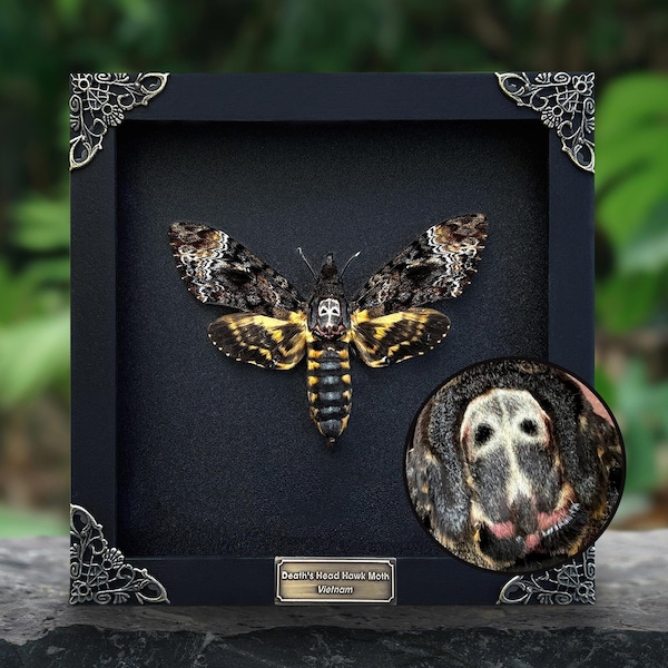 Real Framed Death's Head Moth Acherontia White Skull, Frame Dried Butterfly Skull Moth  Taxadermy, Insect Wall Art Dark Gothic Decor