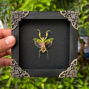 May include: A framed insect specimen of a green and yellow mantis with intricate wings, displayed against a black background. The frame has ornate gold-coloured corners.