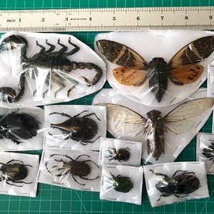 15 echte, sortierte Käfer, Bienen, Zikade, Skorpion-Schmetterling – konservierte, insektengetrocknete, ethisch einwandfreie Käfer, festgesteckte Käfer, Kuriosität, Taxidermie, Taxadermie
