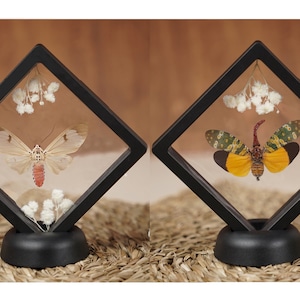 Puede incluir: Dos exhibiciones de insectos enmarcadas. Una presenta una mariposa color crema con abdomen rojo, la otra un insecto amarillo y verde. Ambas están sobre un fondo neutro con acentos florales blancos.