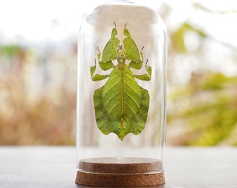 Real Walking Leaf Insect Beetle Taxidermy Glass Dome Jar Display Dried Bug Butterfly Taxadermy Oddities Curiosities Gothic Christmas Decor