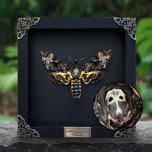 Real Framed Death Head Moth Acherontia, Dried Butterfly Skull Moth Taxidermy Taxadermy , Oddity Insect Bug Wall Art , Black Gothic Decor