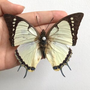 K&ouml;nnte beinhalten: Ein Schmetterling mit cremefarbenen und braunen Fl&uuml;geln, gehalten in einer Hand. Die Fl&uuml;gel haben dunkelbraune R&auml;nder mit wei&szlig;en Punkten und eine cremefarbene Mitte. Der Schmetterling hat eine perlenartige Perle auf seinem K&ouml;rper.