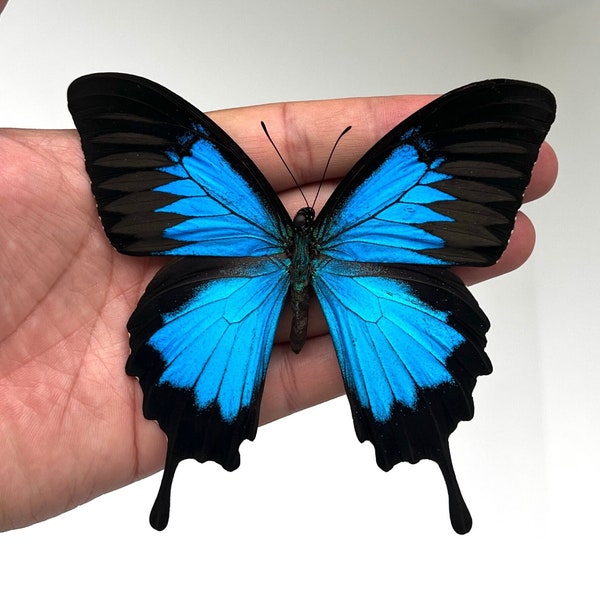 Blue Spread Papilio Ulysses Butterfly Open wings Mounted Taxidermy Butterflies for Display, Décor, Earring arts, jewellery making