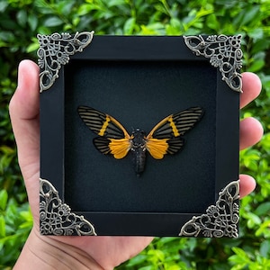 Cicada Taxedermy Spooky Christmas Idea Gifts Insect Bug Lover Gift Shadow Box Beetle Taxadermy Gothic Wall Art Oddity Decor