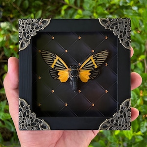May include: A black framed shadow box with ornate silver corners, featuring a preserved cicada with yellow and black wings against a black velvet background.