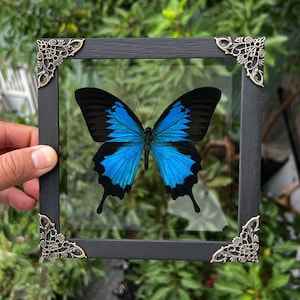 May include: A framed butterfly specimen with black wings and a bright blue body. The butterfly is mounted on a black background with ornate silver corners.