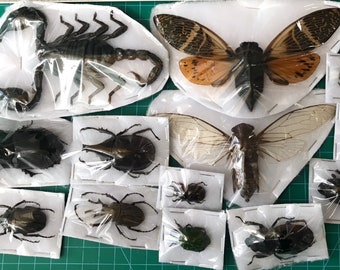 15 echte geassorteerde kevers bijen cicade schorpioenvlinder - bewaard gebleven insect-gedroogde ethische bug-rauwe vastgezette bugs eigenaardigheid taxidermie taxadermie