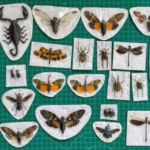 May include: A collection of various preserved insects and a scorpion, each individually encased in clear plastic on white backing cards. The specimens include cicadas, beetles, dragonflies, and other winged insects, displayed in a grid-like arrangement.