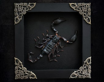 Witchy Aesthetic Decor Display, Framed Scorpion Insect, Gothic Goth Black Reading Room Decor, Oddities Curiosities Moody Wall Hanging