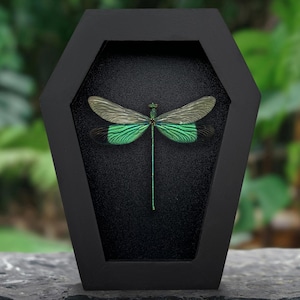 Real Framed Stream Glory Damselfly Green Dragonfly Shadow Box, Insect Bug Taxidermy Taxadermy Wall Art Decoration Oddities Curiosities Decor