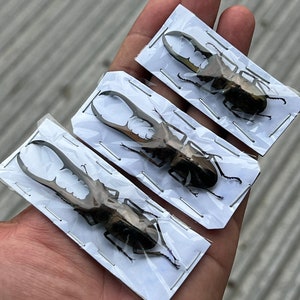 Real Stag Beetles Cyclomattus Metallifer Finae Bugs Taxadermy Pinned Dried Insect Butterfly Specimens Taxidermy Entomology Collection