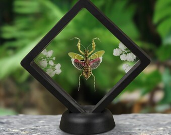 Jeweled Creobroter Mantis Taxidermy Framed- Jeweled Flower Mantis Frame- Insect Bug Dried Baby Flower Floral Odd Reading Room Decor