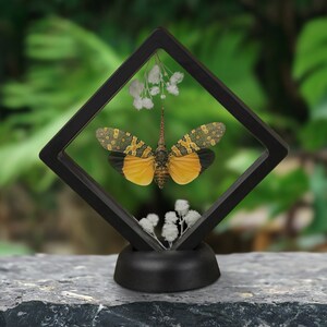 May include: A black diamond-shaped display case with a yellow and black butterfly specimen inside. The case is on a black stand and has white flowers inside.