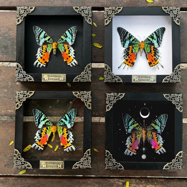 Real Framed Butterfly Sunset Moth Urania Ripheus Dried Insect Frame Dead Bug Taxidermy Taxadermy Oddities Decor Gothic Wall Hanging Art