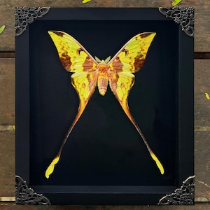Real Actias Comet Moth Framed Gothic Moon Moth Wall Display Victorian Goth Goblincore Cottagecore Fairycore Hanging Room Astronomy Gift