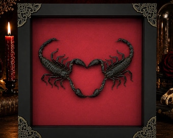 May include: A square black shadow box frame with ornate gold-toned corner accents containing two dark gray scorpions positioned to form a heart shape against a solid red velvet-like background. The frame is mounted on a flat surface.