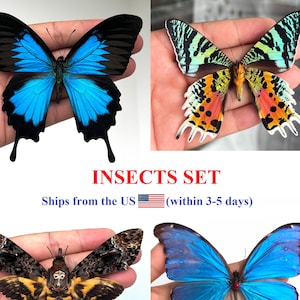 May include: Set of four preserved insects, including a blue morpho butterfly, a swallowtail butterfly, a hawk moth, and a colorful butterfly with black, yellow, red, and white markings.  INSECTS SET. Ships from the US (within 3-5 days).