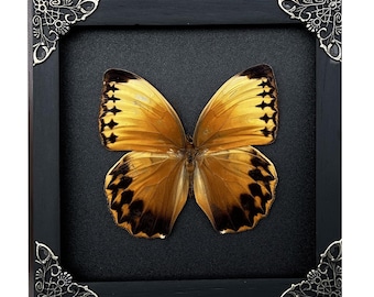 Real Framed Butterfly Gift, Jungle Queen Shadow Box Decor, Handmade Insect Art, Oddities Wall Display, Romantic Home Collection
