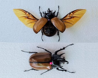 ONE Real Eupatorus Dynastinae LARGE Five-horned Spread Beetle Wings Specimen Entomology Taxidermy Science Real Insect