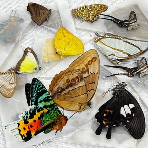 10 Real Mounted Unmounted Butterflies Preserved Insect Dried Ethical Butterfly Specimen Raw Moth Bug Oddity Entomology Taxidermy Taxadermy