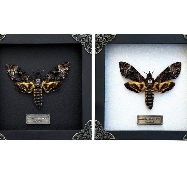 Real Death Head Moth Acherontia Frame Butterfly Skull Taxidermy Taxadermy Oddities Insect Bug