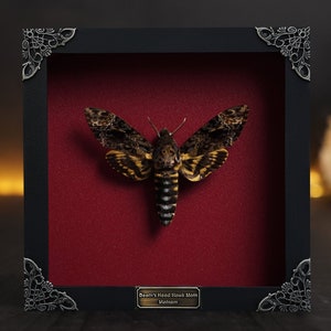 Death Head Moth Acherontia Framed Burgundy Gothic Shelf Decor Entomology Gifts Skull Moth Oddities Curiosities Gallery, Victorian Wall Art