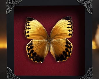 Real Framed Butterfly Jungle Queen Shadow Box Dried Insect Frame Dead Taxidermy Taxadermy Wall Hanging Art Decor Oddities Artwork
