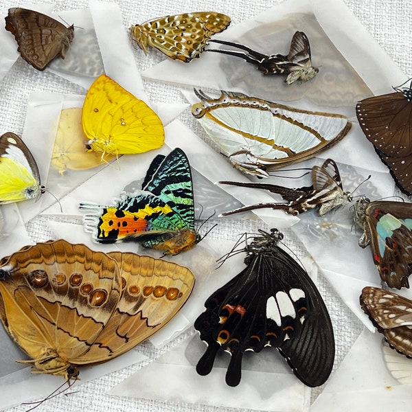 10 vrais papillons assortis papillon plié spécimen séché spécimen épinglé taxidermie entomologie taxadermie oeuvre d'art artisanat en gros