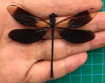 Real Black Dragonfly Insect Bugs Beetle Taxadermy Pinned Dried Insect Specimens Taxidermy Collection Wall Decoration Jewellery Making