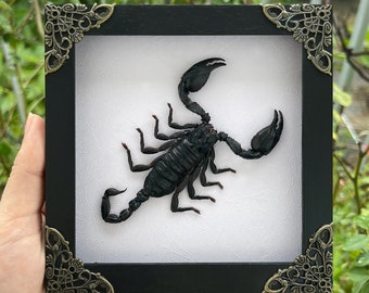 May include: A black scorpion specimen framed in a black frame with ornate gold corners. The scorpion is mounted on a white background.