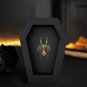 May include: A black coffin-shaped frame with a green and purple praying mantis inside. The mantis has yellow eyes and is posed with its wings spread.