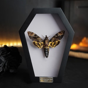 Real Death Head Moth Acherontia Coffin Frame, Black Gothic Hanging Decor, Skull Moth Oddities Curiosities Gallery, Victorian Wall Artwork