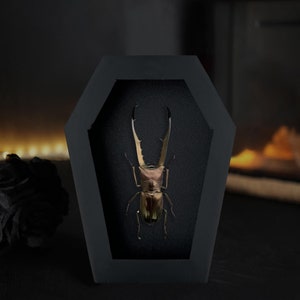 May include: A large, iridescent brown stag beetle specimen mounted inside a matte black, coffin-shaped display frame. The beetle features prominent, elongated, serrated mandibles extending upward, positioned against a dark, textured background.