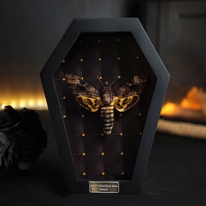 Oddities Home Decor, Real Death Head Moth Acherontia Coffin Frame, Black Gothic Shelf Decor, Skull Moth Oddities Curiosities Gallery