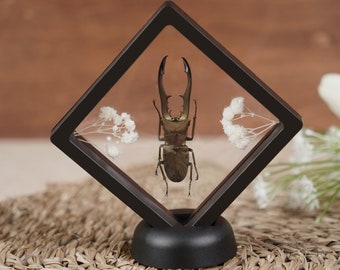 Real Horned Stag Beetle Framed ,Birthday Gift For Dad, Dried Bug Insect Taxidermy Floral Odd Reading Room Decor