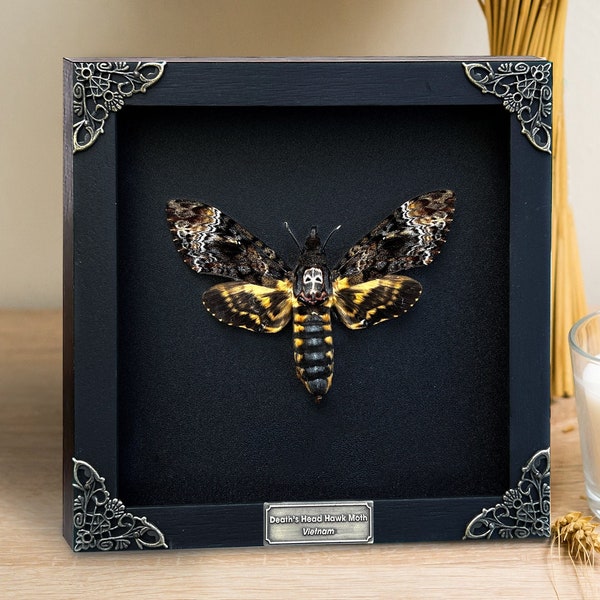 Real Framed Death's Head Moth Acherontia Frame Dried Butterfly Skull Moth Taxidermy Taxadermy Insect Bug Wall Art Gothic Hanging Decor