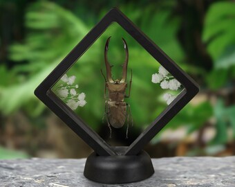 Real Horned Stag Beetle Framed ,Birthday Gift For Dad, Dried Bug Insect Taxidermy Floral Odd Reading Room Decor