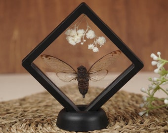 Real Cicada Framed Bookshelf Display ,Gift Idea For Fathers Day, Dried Bug Insect Taxidermy Floral Odd Reading Room Decor