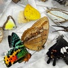 15 Real Preserved Insect Specimens - Beetles, Cicadas, Scorpion For Taxidermy Art, Oddities Collection