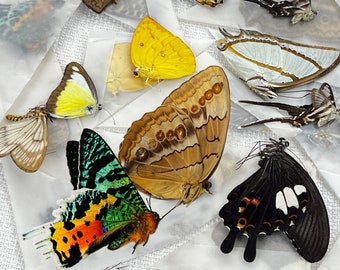 10 Real Butterflies Assorted Folded Butterfly Dried Specimen Pinned Specimen Taxidermy Entomology Taxadermy Artwork Crafts Wholesale