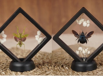 Pack 2 Praying Flower Mantis & Blue Carpenter Bee Floating Frame- Butterfly Bug Dried Insect Taxidermy Gothic Goth Reading Room Decor