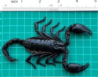 Real Giant Scorpion 7" Mounted Dried Beetle Dead Insect Bug Entomology Taxidermy Oddity