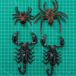 May include: A collection of four preserved arachnids arranged on a green cutting mat. The top row features a small brown spider and a larger brown spider. The bottom row displays two black scorpions with prominent pincers and curved tails.