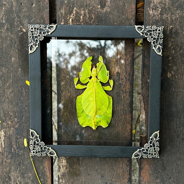 Real Framed Walking Leaf Insect Clear Shadow Box Bug Frame Taxidermy Taxadermy Wall Hanging Display  Oddities Gothic Shelf Decor