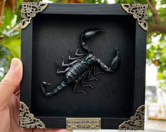 Real Framed Scorpion Shadow Box Insect Frame Taxidermy Taxadermy Black Wall Decor Artwork Gothic Home Decor