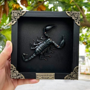 Real Framed Scorpion Shadow Box Insect Frame Taxidermy Taxadermy Black Wall Decor Artwork Gothic Home Decor 6.2 Inches