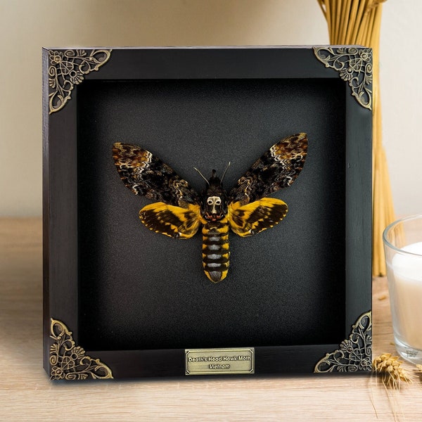 Real Framed Death's Head Moth Acherontia Frame Dried Butterfly Skull Dead Taxidermy Taxadermy Oddity Insect Wall Hanging -Ships from the UK