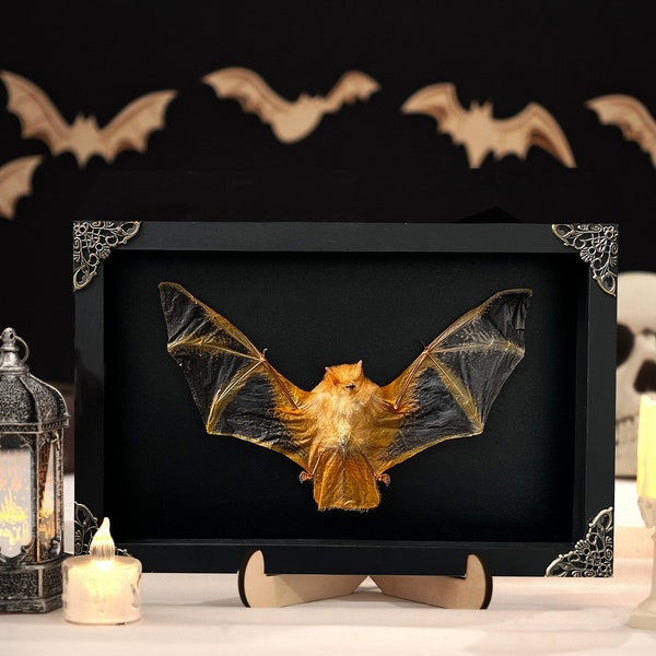 Christmas Framed Bat Wall Decor , Preserved Dried Specimen Glass Dome , Taxidermy Gothic Black Oddities Artwork ,Real Taxadermy Decoration